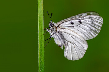 Macro shots, Beautiful nature scene. Closeup beautiful butterfly sitting on the flower in a summer garden.
