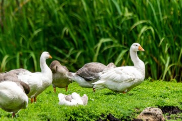 group of gooses in the grass