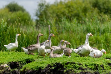 group of gooses in the grass