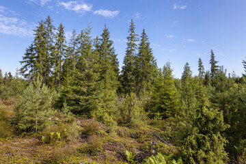 Coniferous trees of different ages against the blue sky.