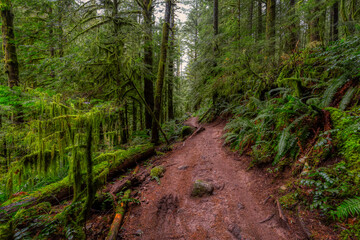 Fototapeta premium Mystical View of the Trail in Rain Forest during a foggy and rainy Fall Season. Alice Lake Provincial Park, Squamish, North of Vancouver, British Columbia, Canada.