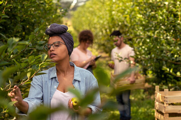 African American woman in orchard checking on plant health while her friends work behind her