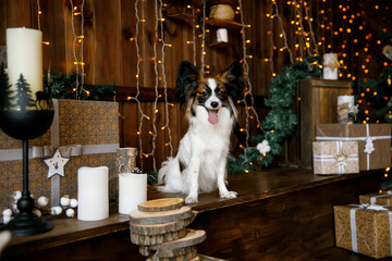 
dog near the christmas tree