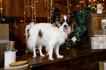 
dog near the christmas tree