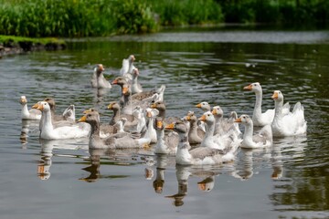 group of gooses on the river
