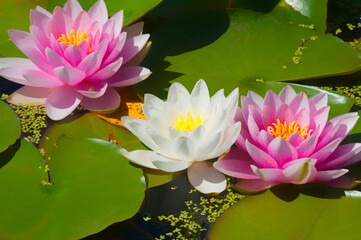 Pink and White Waterlilies