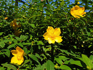Yellow flower of Hypericum calycinum or Hypericum perforatum against the blue sky.
