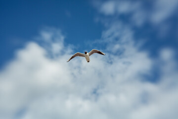 flying Sea gull on a blue sunn cloudy sky