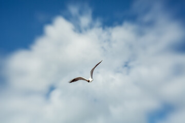 flying Sea gull on a blue sunn cloudy sky