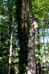 Tree trunk with leaves