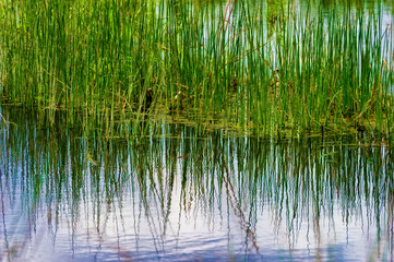 Reflecting waters giving a natural abstract look.