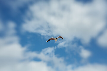flying Sea gull on a blue sunn cloudy sky
