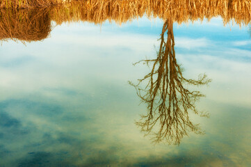 Leafless tree reflects in calm pond