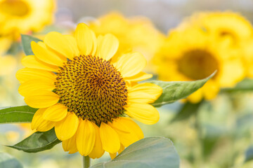 Obraz premium Beautiful sunflower in a garden.