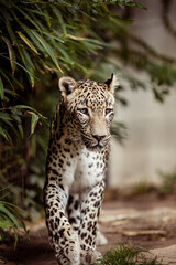 Leopard in a zoo walking concentrated