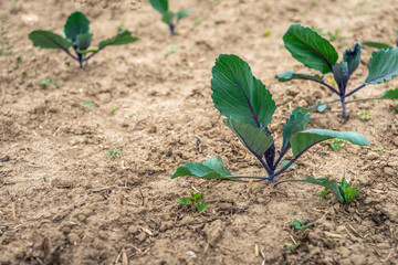 Closeup of some small red cabbage plants in a Dutch field. The red cabbage is grown organically; weeds grow among the crop. The photo was taken in the spring season.