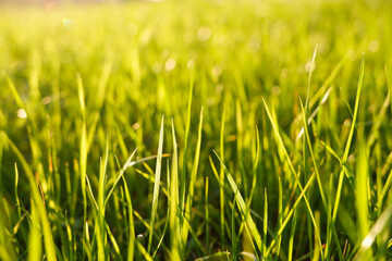 Natural green eco sunny background with grass and light spots. Close-up view on the fresh green grass in the sunny morning.