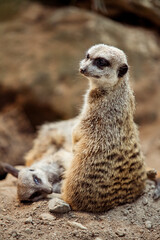 Portrait of a meerkat watching