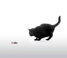 おもちゃで遊ぶ黒猫のポートレート 白背景