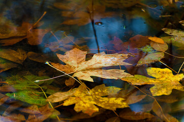 Floating autumn leaves in a pond