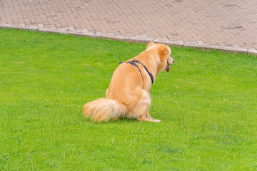Rear view photo of golden retriever pooping on grass field 