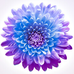 purple-blue  flower  chrysanthemum on a white  isolated background with clipping path. Closeup. For design. Nature.