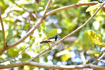 bird on a branch