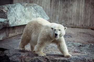 Portrait of big white polar bear walking