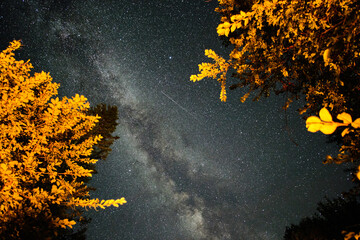 Astrophotography. Milky Way in the night sky. Starry sky and trees illuminated by a bonfire.