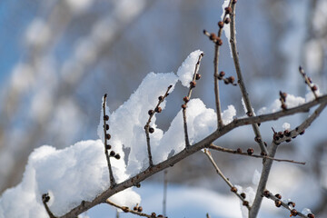 Branches of trees and bushes with various seeds under the snow in winter during the cold season....