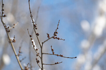 Branches of trees and bushes with various seeds under the snow in winter during the cold season. Season of the sleeping nature. Beauty in the details and elements of natural dried plants with cones af