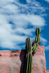 Cactus y cielo