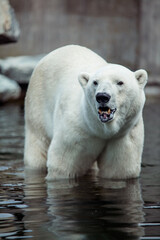 Fototapeta premium Portrait of big white polar bear yelling