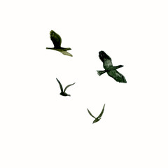 Watercolor flying birds silhouettes. Hand painted clipart.