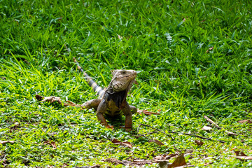 Green Iguana (Iguana Iguana) Large Herbivorous Lizard Staring on the Grass in Medellin, Colombia