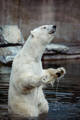 Obraz premium Portrait of big white polar bear standing on two feat in the water