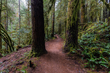 Mystical View of the Trail in Rain Forest during a foggy and rainy Fall Season. Alice Lake Provincial Park, Squamish, North of Vancouver, British Columbia, Canada.