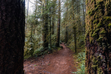 Mystical View of the Trail in Rain Forest during a foggy and rainy Fall Season. Alice Lake Provincial Park, Squamish, North of Vancouver, British Columbia, Canada.
