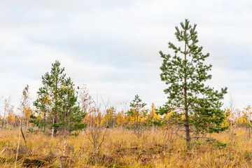 Swamp landscape with pine trees, stock photo