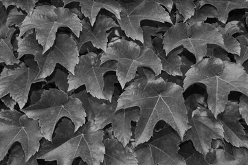Leaves as a background. Black and white photography.
