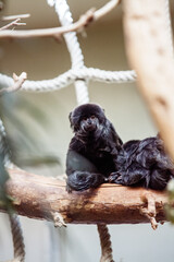 monkeys sitting on a tree