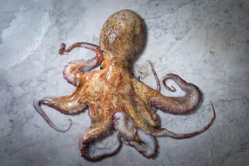 Obraz na płótnie Canvas Octopus, Full Body on Marble Background, Tentacles Displayed – Fresh Mediterranean Seafood from Italy