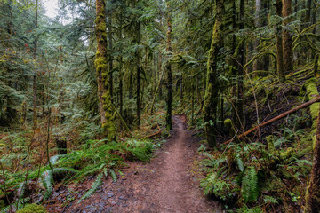 Mystical View of the Trail in Rain Forest during a foggy and rainy Fall Season. Alice Lake...