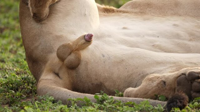 Unique and graphic: Erect male African lion penis, rarely seen in detail