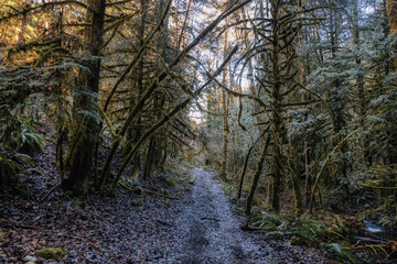 Mystical View of a Path in the Rain Forest during a foggy and rainy Fall Season. Alice Lake Provincial Park, Squamish, North of Vancouver, British Columbia, Canada.