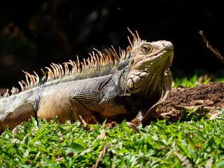 Green Iguana (Iguana Iguana) Large Herbivorous Lizard Staring on the Grass in Medellin, Colombia