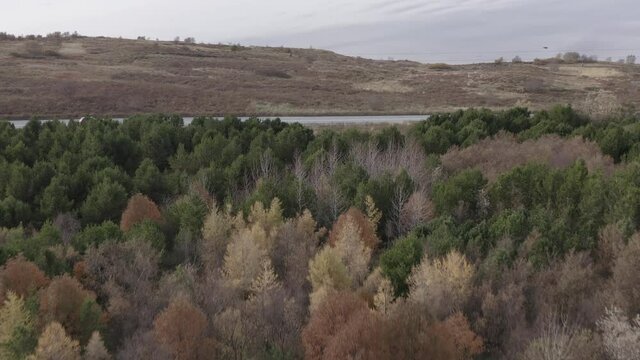 Aerial of forest in Iceland revealing calm lake Vifilsstadavatn