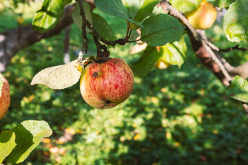 A ripe naturally organic yellow red apple on an apple tree in summer close-up.Summer harvest. Apple garden