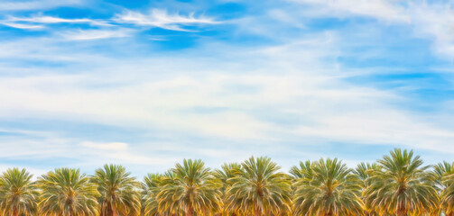 Palm Trees in Arizonia Desert