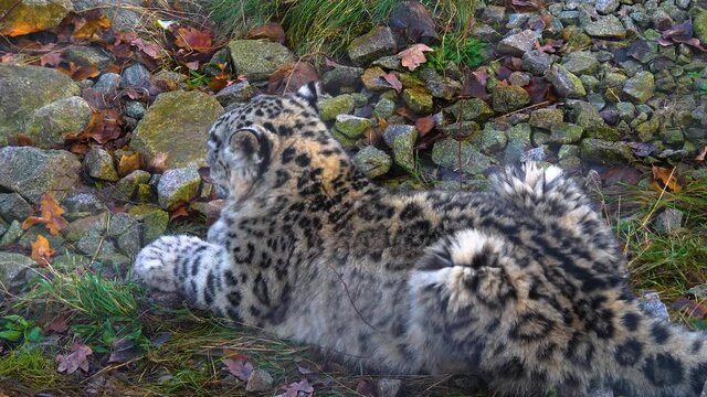 Close Up Of Snow Leopard From Behind Sitting Down.